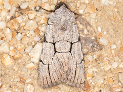 Sympistis ragani