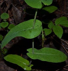 Streptanthus maculatus