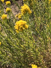Chrysothamnus viscidiflorus viscidiflorus