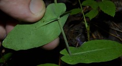 Streptanthus maculatus