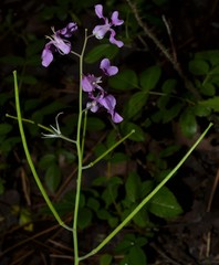 Streptanthus maculatus