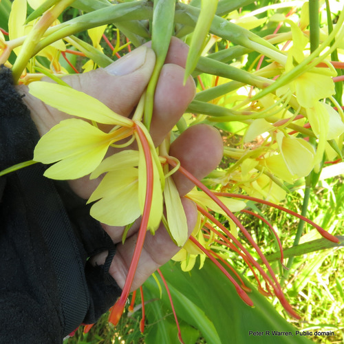 Hedychium gardnerianum