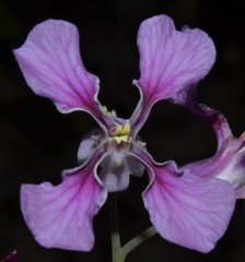 Streptanthus maculatus