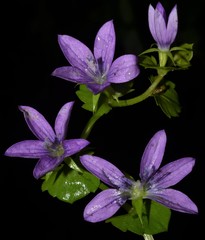 Triodanis lamprosperma