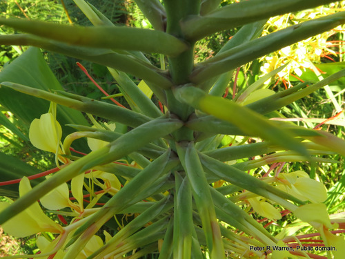 Hedychium gardnerianum