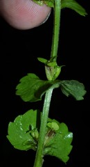 Triodanis lamprosperma