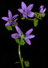 Triodanis lamprosperma