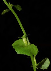 Triodanis lamprosperma