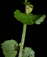 Triodanis lamprosperma