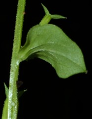 Triodanis lamprosperma