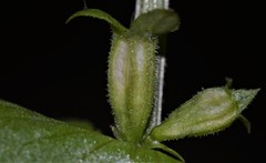 Triodanis lamprosperma