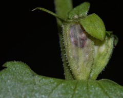 Triodanis lamprosperma