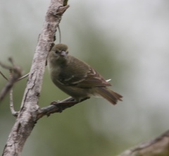 Chlorodrepanis flava