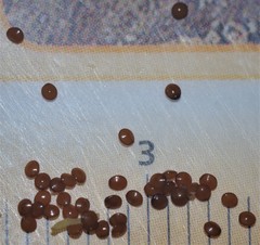 Triodanis lamprosperma