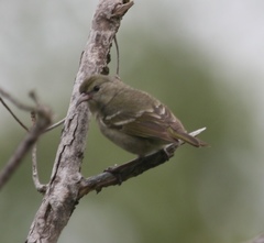 Chlorodrepanis flava