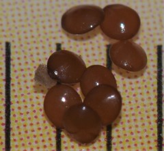 Triodanis lamprosperma