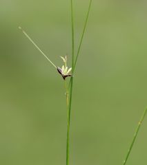 Oreojuncus monanthos