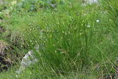 Oreojuncus monanthos