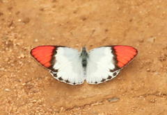 Colotis annae annae