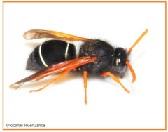 Hypodynerus vespiformis