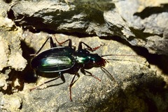 Carabidae