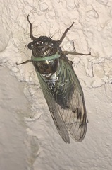 Diceroprocta marevagans
