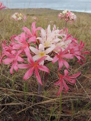 Ammocharis longifolia