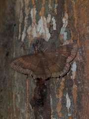 Hemeroblemma malitiosa