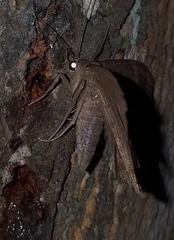 Hemeroblemma malitiosa