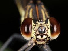 Platycypha caligata caligata
