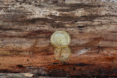 Morebilus plagusius