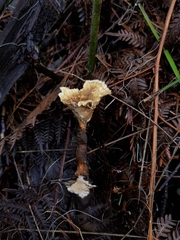 Cotylidia undulata