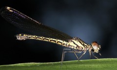 Platycypha caligata caligata