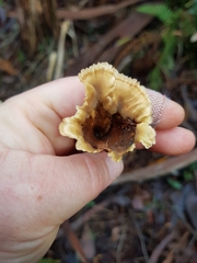 Cotylidia undulata