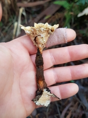 Cotylidia undulata