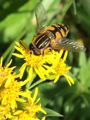 Helophilus neoaffinis