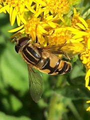 Helophilus neoaffinis