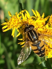 Helophilus neoaffinis