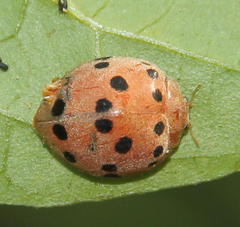 Solanophila paykullii