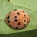 Nightshade Lady Beetle - Photo (c) maritzasouthafrica, some rights reserved (CC BY-NC), uploaded by maritzasouthafrica