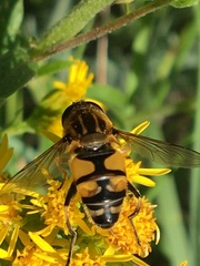 Helophilus neoaffinis