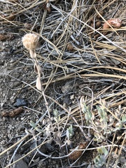 Monardella linoides oblonga