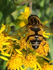 Helophilus neoaffinis