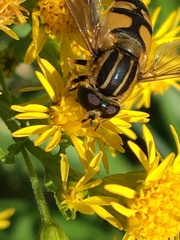 Helophilus neoaffinis