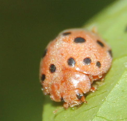 Solanophila