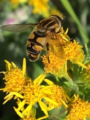 Helophilus neoaffinis