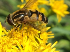 Helophilus neoaffinis