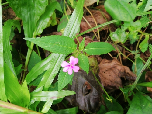 Impatiens dasysperma (Impatiens dasysperma)