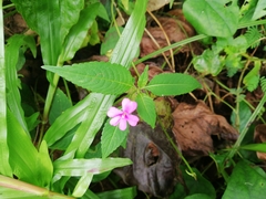 Impatiens dasysperma