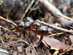 Mycena mulawaestris